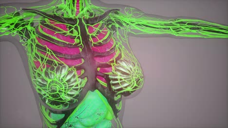 Ilustración-De-Anatomía-Humana-Con-Todos-Los-órganos